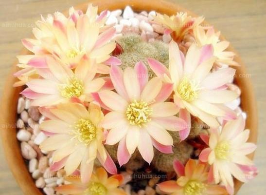 多肉植物会开花吗？它们的花色和形态是什么样的？