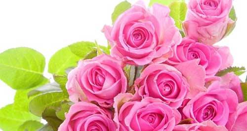 16朵玫瑰花的花语是什么？送花时需要注意什么？