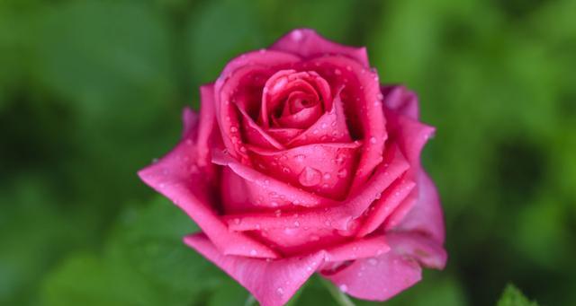 16朵玫瑰花语是什么？送花时需要注意什么？