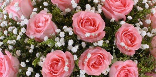 19朵玫瑰花代表什么含义？花语解读及送花建议？
