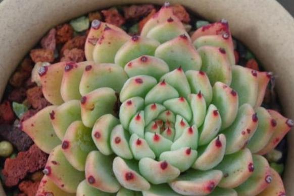 多肉吉娃娃怎么养出好状态？养出健康多肉的秘诀是什么？