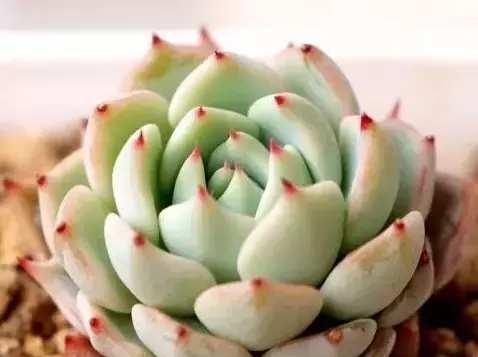 多肉植物浇水频率是多少天一次？如何判断多肉是否需要浇水？