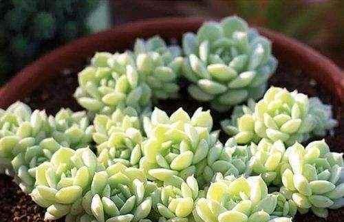 多肉植物浇水频率是多少天一次？如何判断多肉是否需要浇水？