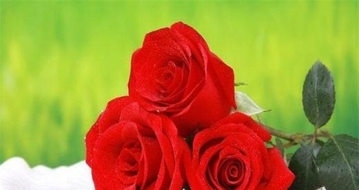 20朵红玫瑰的花语是什么？送花时需要注意什么？