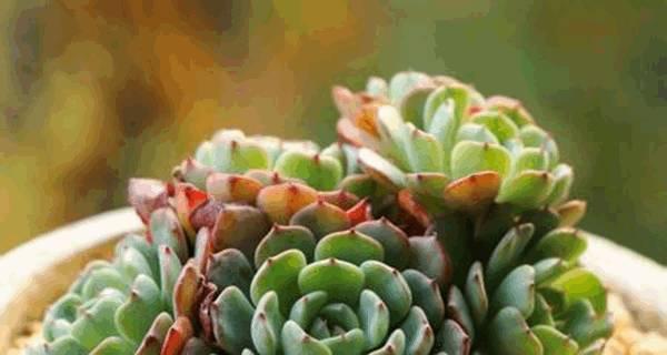 多肉植物浇水频率指南：四季浇水技巧大揭秘？