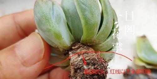 多肉僵苗怎么办？如何有效唤醒休眠的多肉植物？