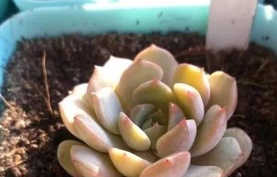 多肉僵苗怎么办？如何有效唤醒休眠的多肉植物？