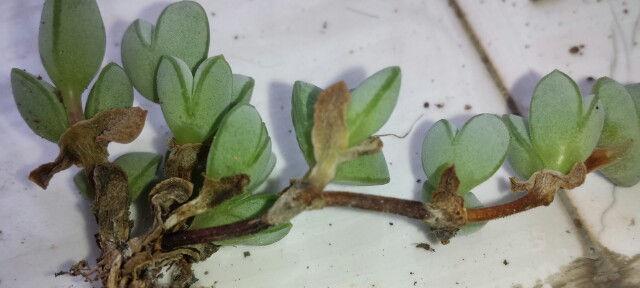 多肉僵苗怎么办？如何有效唤醒休眠的多肉植物？