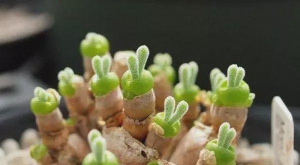 多肉植物如何正确浇水？注意哪些浇水事项？
