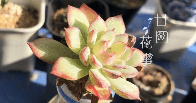 多肉植物如何正确浇水？注意哪些浇水事项？