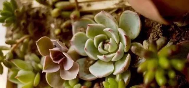多肉植物如何正确浇水？注意哪些浇水事项？