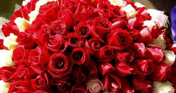25朵玫瑰花的花语是什么？代表了哪些情感含义？