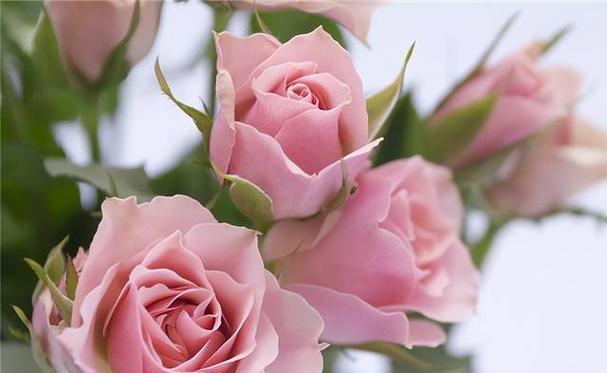 26朵玫瑰花语是什么？送花时需要注意什么？