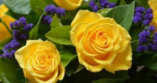 26朵玫瑰花语是什么？送花时需要注意什么？