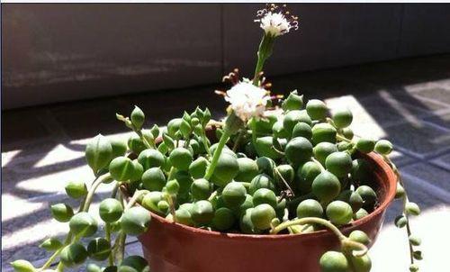 多肉植物会开花吗？它们的花朵长什么样？