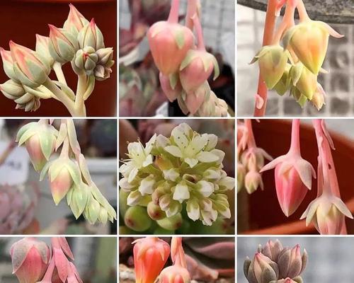 多肉植物开花代表什么？多肉开花的寓意和预示是什么？