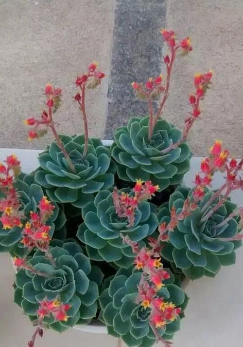 多肉植物开花代表什么？多肉开花的寓意和预示是什么？