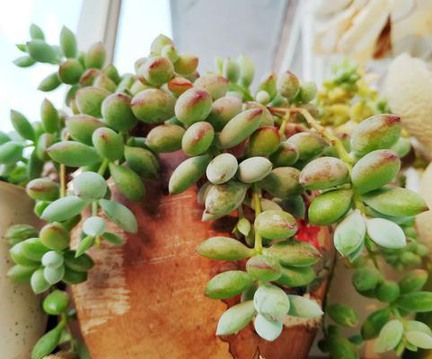 多肉植物插枝方法是什么？插枝后如何护理？