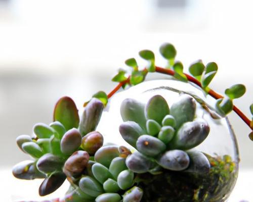 多肉植物插枝方法是什么？插枝后如何护理？