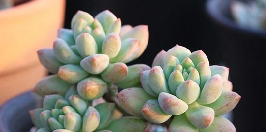 多肉植物浇白糖水真的好吗？浇后需要注意什么？