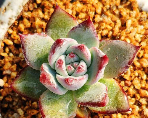 多肉植物浇白糖水真的好吗？浇后需要注意什么？