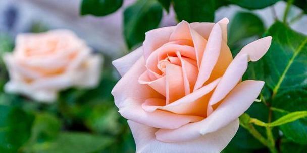 35朵玫瑰的花语是什么？送花时需要注意什么？