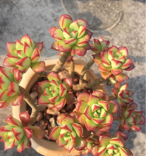多肉植物可以浇啤酒吗？如何正确使用啤酒水灌溉？