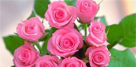 35朵玫瑰花语是什么意思？35朵玫瑰代表什么情感？