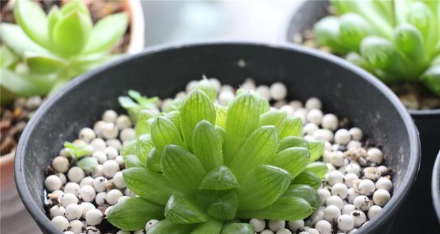多肉植物浇淘米水好吗？淘米水对多肉生长的影响是什么？