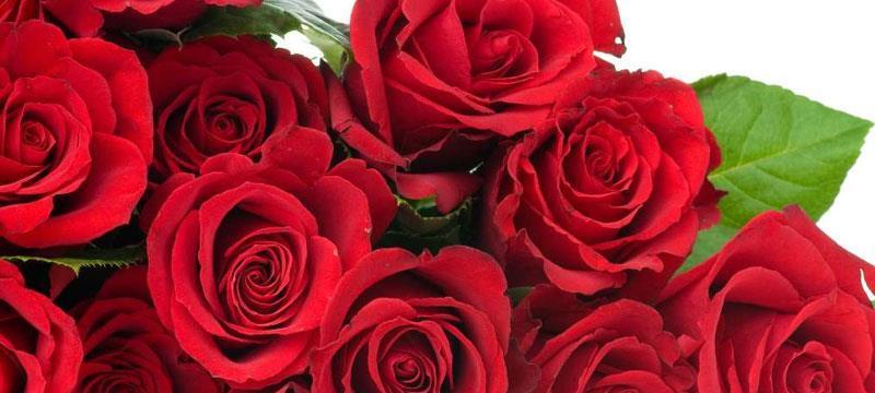 36朵玫瑰代表什么花语？花语背后的含义是什么？