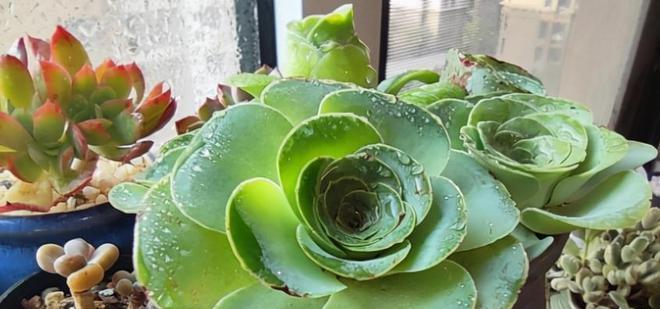 多肉植物浇淘米水好吗？淘米水对多肉生长的影响是什么？
