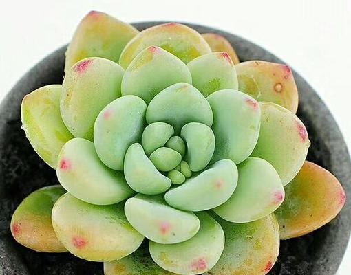 多肉植物真的能净化空气吗？它们吸甲醛的效果如何？