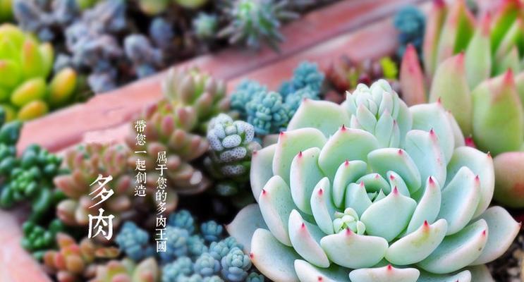 多肉植物真的能净化空气吗？它们吸甲醛的效果如何？