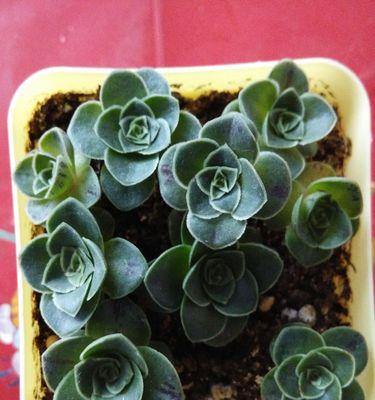 多肉植物真的能净化空气吗？它们吸甲醛的效果如何？