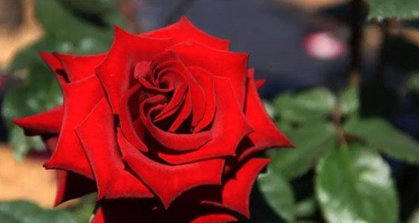 39朵玫瑰花的花语是什么？如何正确表达爱意？