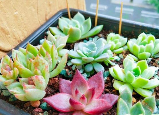 多肉植物能否露天养护？室外养殖需要注意什么？