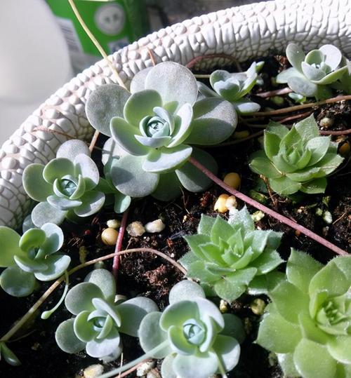 多肉植物能否露天养护？室外养殖需要注意什么？
