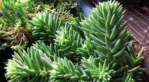 多肉植物能否露天养护？室外养殖需要注意什么？
