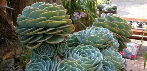 多肉植物能承受的最低温度是多少？如何安全过冬？