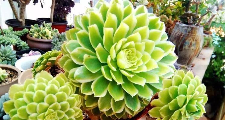 多肉植物能承受的最低温度是多少？如何安全过冬？