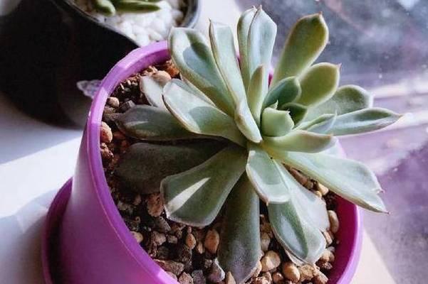 多肉植物能承受的最低温度是多少？如何安全过冬？