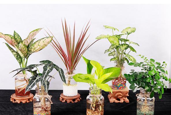 多肉植物水培可行吗？水培方法与注意事项是什么？