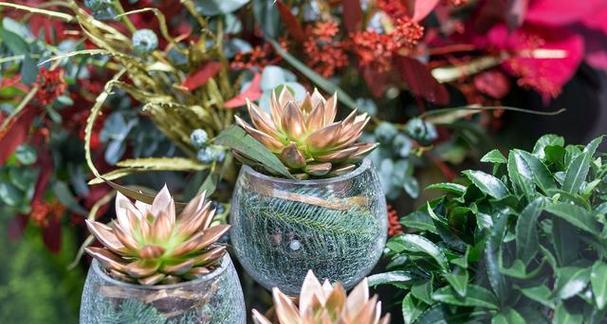 多肉植物水培可行吗？水培方法与注意事项是什么？
