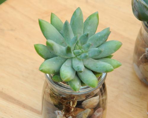 多肉植物水培可行吗？水培方法与注意事项是什么？