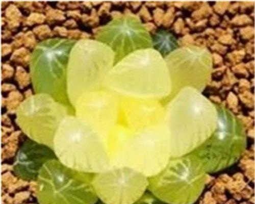 多肉植物水养可行吗？水养多肉的正确方法是什么？