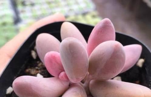 多肉植物可以用啤酒浇吗？这种方法真的有效吗？