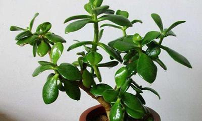 多肉植物可以用啤酒浇吗？这种方法真的有效吗？