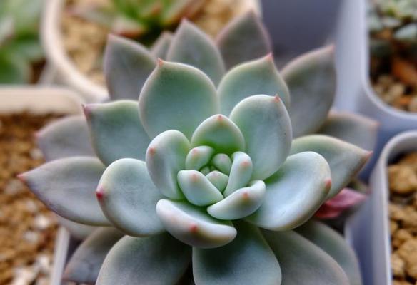 多肉植物可以用水养吗？如何正确进行水培？