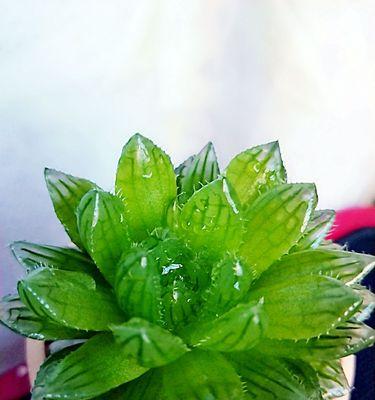 多肉植物可以用水养吗？如何正确进行水培？