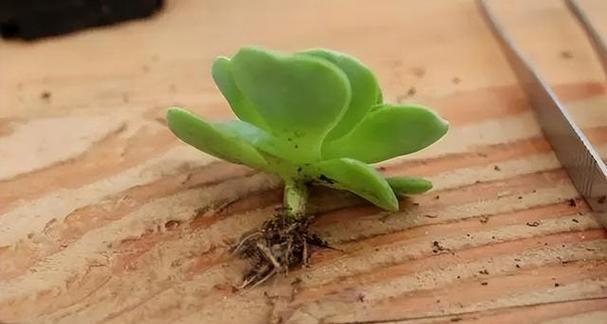多肉植物烂根了怎么处理？如何预防再次发生？